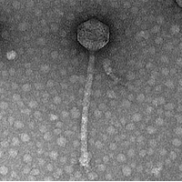 Pathlyssa EM Picture