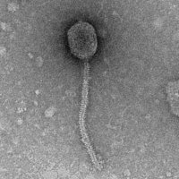 Thumbnail for PhrostySnowman