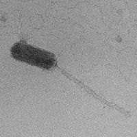 Thumbnail for WileyJr