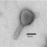 Thumbnail for MrPhaiyaz