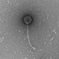 Thumbnail for Phantou