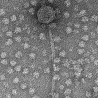 Thumbnail for Phaseon