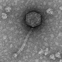 Thumbnail for Phimski