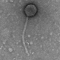 Thumbnail for PhunkyPheet