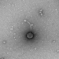 Thumbnail for RubyChar