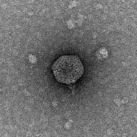 Thumbnail for PigHeaded