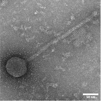 Thumbnail for Pollock