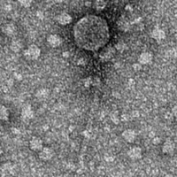 Thumbnail for PorkBelly