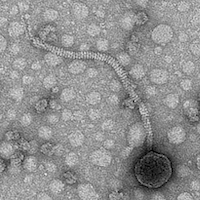 Thumbnail for RaMika