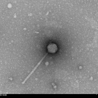 Radiorebel EM Picture