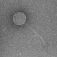 Thumbnail for Roccoco