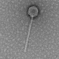 Thumbnail for SaintAlbans