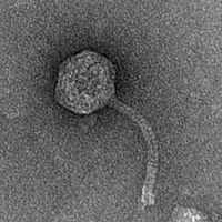 GramZayde EM Picture