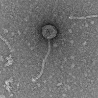 Thumbnail for HomerOdyssey