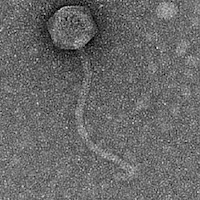 Thumbnail for Sanderson