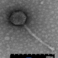 Thumbnail for Cornius