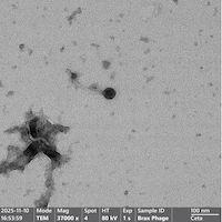 Thumbnail for BeBeRex