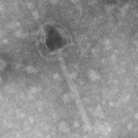 Thumbnail for Lucretia