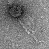 Thumbnail for Sevatar