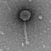 SheahanGhost67 EM Picture