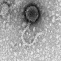 Thumbnail for Sheleck