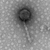 Thumbnail for SilverSprings