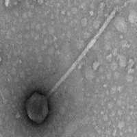 Silverfish EM Picture Silverfish EM Picture