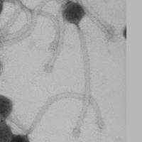 Thumbnail for SmartDennis