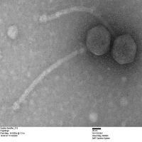 Thumbnail for PogoBogo