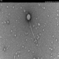 SpiderpillarJ EM Picture