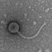 Thumbnail for SpideySenses