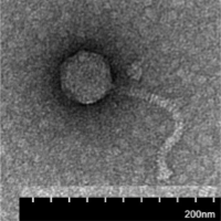 Thumbnail for SpookyTree