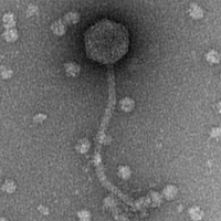 Thumbnail for Sprinkle