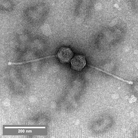 Thumbnail for Stellammi