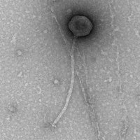 Thumbnail for Stewart25555