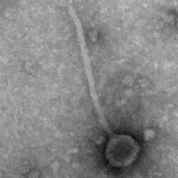 Thumbnail for Stichling