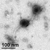 Thumbnail for StraightJacket