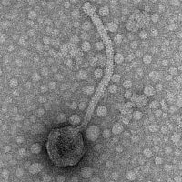 Thumbnail for Rotelle