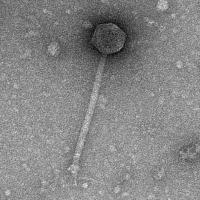 Thumbnail for Kerian