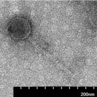 Thumbnail for Dravino