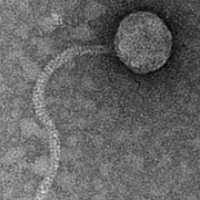 Thumbnail for ThunderBug