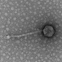 Smartfella EM Picture