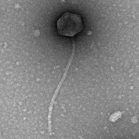 Thumbnail for Tayton