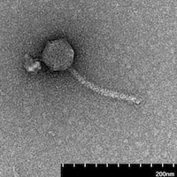 JuneauVamp EM Picture