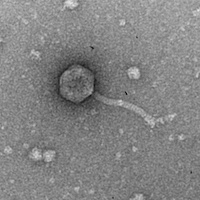 Thumbnail for Toad24