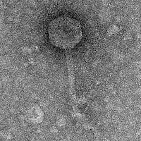 Thumbnail for Toad24