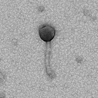 Thumbnail for TonyStank