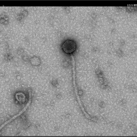 Thumbnail for AryannaH