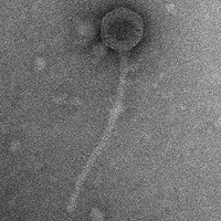 BananaPudding EM Picture