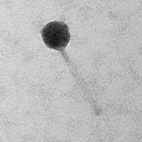 Thumbnail for Ulqiorra